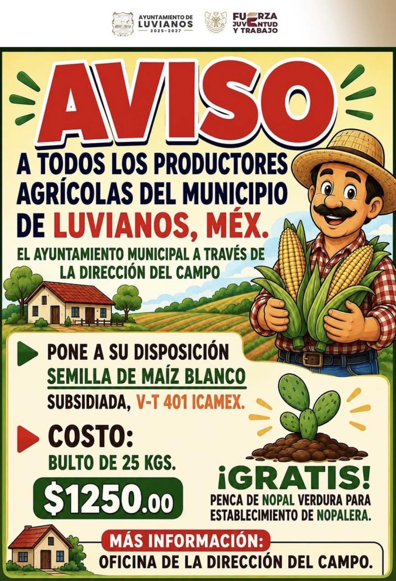 Semilla de Maíz Blanco subsidiada, para Productores luvianenses
